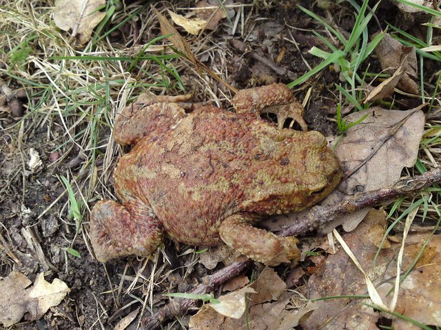 2009 Crapaudrome de Guiperreux 28